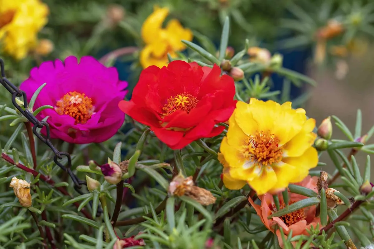Plantas resistentes al sol y al calor: Las mejores opciones para tu jardín