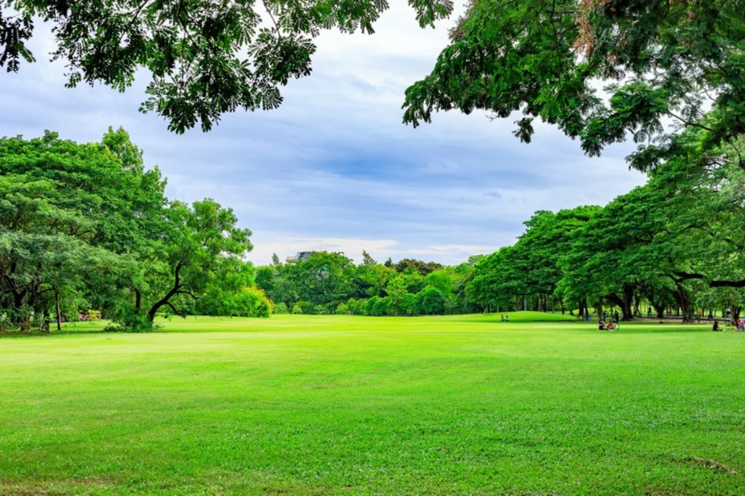 Instalación de Césped Adaptado y Alternativas