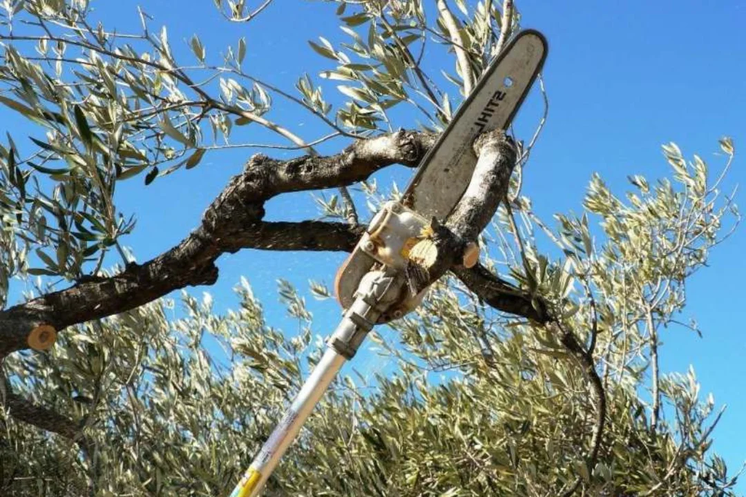 Poda Especializada para Flora Mediterránea